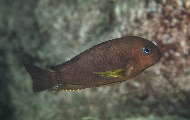 Tropheus sp. 'kipili' Kerenge Island